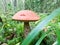 Mushroom aspen with a red cap is in the woods in different grass. Walk through the autumn forest. Selective focus close-up shot