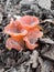 Mushroom in Autumn