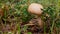 Mushroom in autumn color background