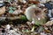 Mushroom among the autumn foliage and old leaves in forest, fall landscape.