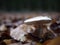 Mushroom with Autumn leaves around