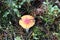 Mushroom during the autumn season on the Veluwe forest in Gelderland named brittlegills or Russula ochroleuca