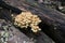 Mushroom during the autumn season on the Veluwe forest in Gelderland named Hypholoma fasciculare, commonly known as the sulphur tu