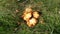 Mushroom during the autumn season on the Veluwe forest in Gelderland named Hypholoma fasciculare, commonly known as the sulphur tu