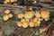 Mushroom during the autumn season on the Veluwe forest in Gelderland named Hypholoma fasciculare, commonly known as the sulphur tu