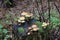 Mushroom during the autumn season on the Veluwe forest in Gelderland named Hypholoma fasciculare, commonly known as the sulphur tu