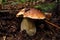 Mushroom in Autumn in tuscany mountains