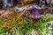 A mushroom in autumn - verdigris agaric.purple mushroom is a medium-sized green, slimy woodland mushroom, found on lawns, mulch