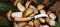 Mushroom background banner - Top view of many porcini mushrooms, Boletus edulis king bolete, mushroom knife and green fresh fern