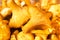 Mushroom background of crowded golden chanterelles. Fresh harvest. Close-up, macro