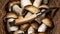 Mushroom background - Top view of many porcini mushrooms, Boletus edulis king bolete and mushroom knife in basket