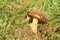 Mushroom - bay bolete