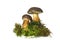 Mushroom Bay Bolete (Boletus badius)