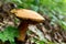 Mushroom in a beechen forest