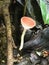 Mushroom Bioluminescence Glowing Rainforest Discovery