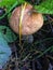 Mushroom birch bolete