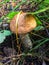 Mushroom birch bolete