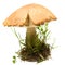 Mushroom Birch Bolete isolated
