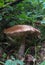 Mushroom birch bolete, Leccinum, in the forest