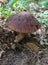 Mushroom birch bolete, Leccinum, in the forest