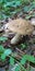 Mushroom birch bolete, Leccinum, in the forest