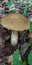 Mushroom birch bolete, Leccinum, in the forest