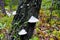 Mushroom on birch trees. Chaga or tinder. Medicine and Pharmacy.