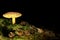 Mushroom on the black, dark background on the old moss wood.