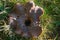 Mushroom with black hole in middle and grasshopper in autumn