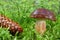 Mushroom bolete in moss