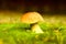 Mushroom boletus