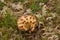 Mushroom Boletus aestivalis in Soil