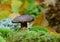 Mushroom boletus autumn time sesonal picking