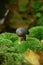 Mushroom boletus autumn time sesonal picking