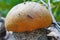 Mushroom boletus edible mushrooms