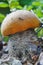 Mushroom boletus edible mushrooms
