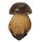 Mushroom boletus edulis