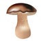 Mushroom boletus edulis illustration, brown hat mushrooms