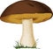 Mushroom Boletus edulis. Vector