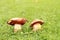 Mushroom Boletus erythropus