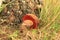 Mushroom boletus erythropus