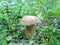 Mushroom boletus in grass