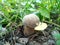 Mushroom boletus in grass