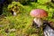 Mushroom boletus growing in autumn forest.