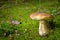 Mushroom boletus growing in autumn forest.