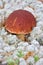 Mushroom boletus grows among reindeer-moss