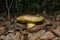 Mushroom Boletus impolitus or Iodine bolete Latin: Hemileccinum impolitum in a dark oak forest. Mushroom closeup