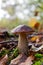 Mushroom boletus Leccinum scabrum