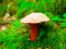 Mushroom, Boletus satanas