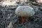 Mushroom Boletus satanas